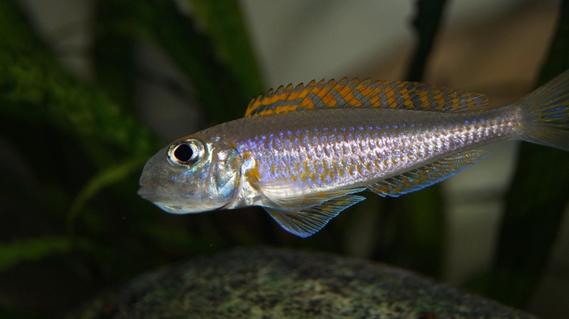Xenotilapia flavipinnis 'Kagunga'